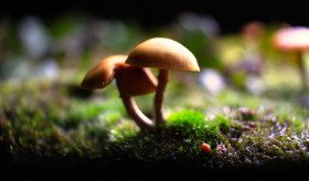 Stock Image: mushroom in the forest