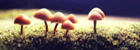 Stock Image: mushroom in the forest at night