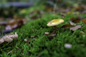 Stock Image: mushroom in the forest on green moss