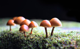 Stock Image: mushrooms at night