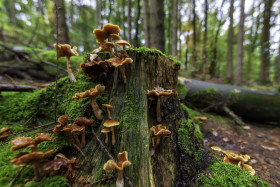Stock Image: mushrooms in the forest on a tree trunk