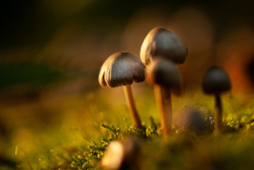 Stock Image: Mushrooms in the German Forest