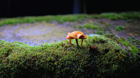 Stock Image: mushrooms on a wall