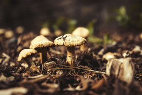 Stock Image: mushrooms on forestfloor
