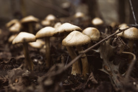 Stock Image: mushrooms on forestfloor