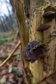 Stock Image: Mushrooms on mossy bark of old tree