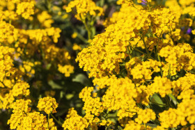 Stock Image: Mustard Plant: Yellow spring flowers macro, the  Mustard seed is used as a spice.