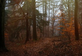 Stock Image: mystic forest