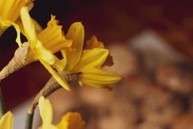 Stock Image: Narcissus Yellow Daffodils