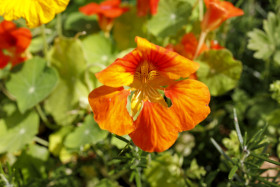 Stock Image: Nasturtium flower
