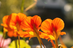 Stock Image: nasturtium orange