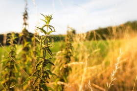 Stock Image: nettles at the edge of the field