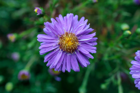 Stock Image: New England aster