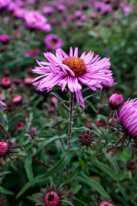 Stock Image: New England Aster