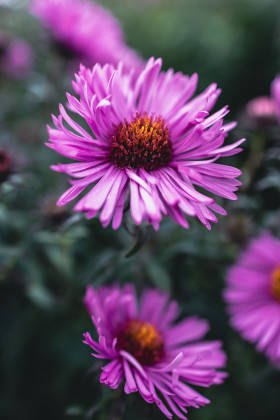 Stock Image: New England Aster Macro Photo