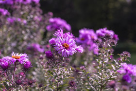 Stock Image: New England Aster - Purple Flowers