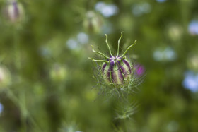 Stock Image: nigella sativa flowers in summer - black cumin plant