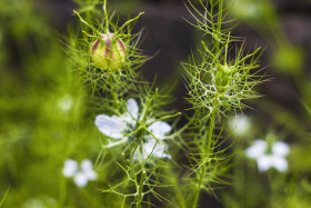 Stock Image: nigella sativa flowers in summer - black cumin plant, white blooming