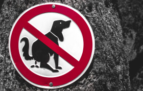 Stock Image: No dogs allowed sign on a tree