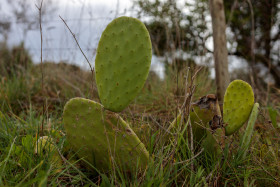Stock Image: Nopal Cactus
