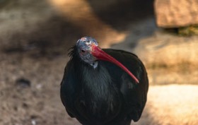 Stock Image: northern bald ibis