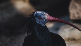 Stock Image: northern bald ibis portrait