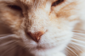 Stock Image: nose of a maine coon cat