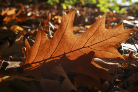 Stock Image: Oak leaf in autumn on forest floor