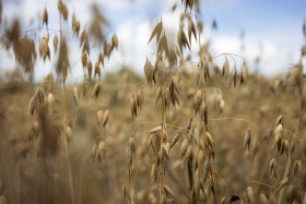 Stock Image: Oat growing on a field in summer