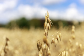 Stock Image: Oats on a field