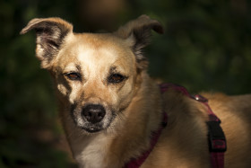 Stock Image: old brown dog portrait