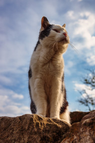Stock Image: Old cat guards his territory