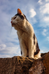 Stock Image: Old cat looks to the left