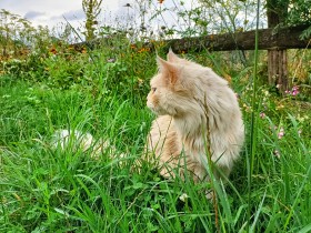 Stock Image: Old Cat sitting in the grass - summer