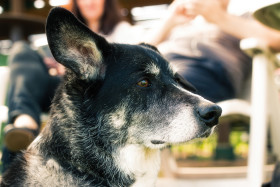 Stock Image: old dog