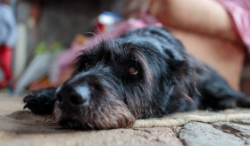 Stock Image: Old dog lies on the floor