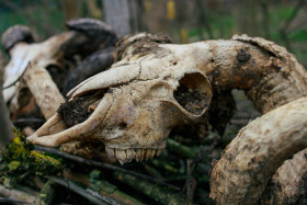 Stock Image: Old goat skull in countryside