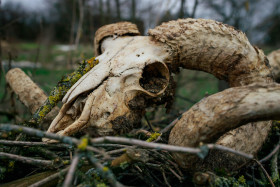 Stock Image: Old goat skull in countryside