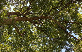 Stock Image: old oaks leafy treetop