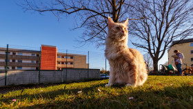 Stock Image: Old street cat sits on a meadow in a park in the middle of the city in early spring
