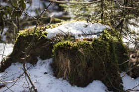 Stock Image: Old tree stump in snow in winter