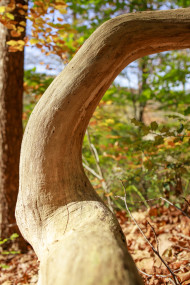 Stock Image: Old tree trunk in a autumn forest