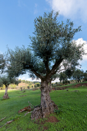 Stock Image: Olive Tree