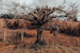 Stock Image: Olive tree in March