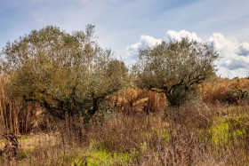 Stock Image: Olive trees