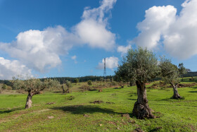 Stock Image: Olive trees plantation in Salento, Italy