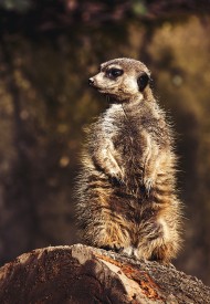 Stock Image: one meerkat guard