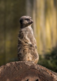 Stock Image: one meerkat look out