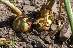 Stock Image: onion cultivation