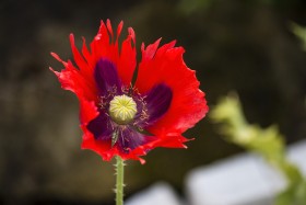 Stock Image: opium poppy